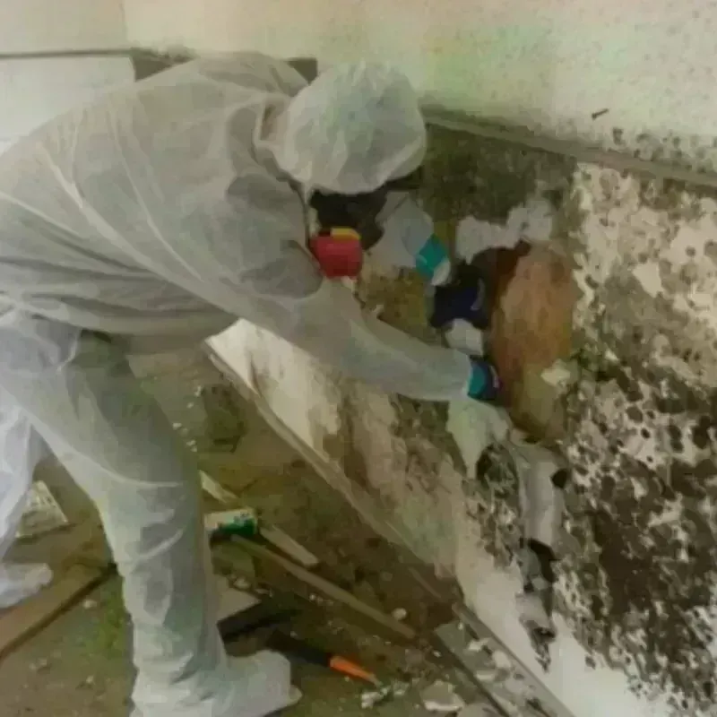 Mold Remediation and Removal in Joseph City, AZ